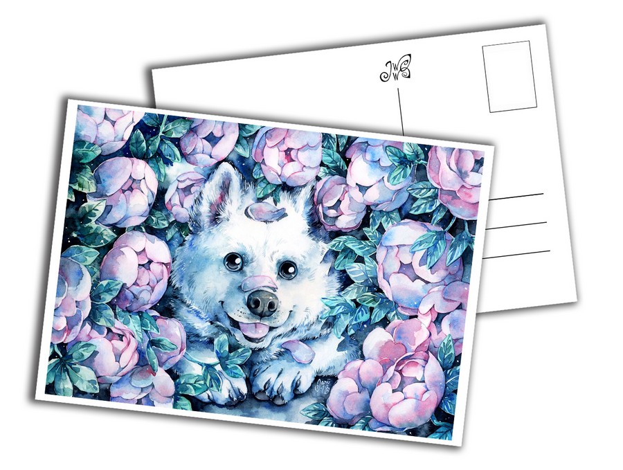 Samoyed