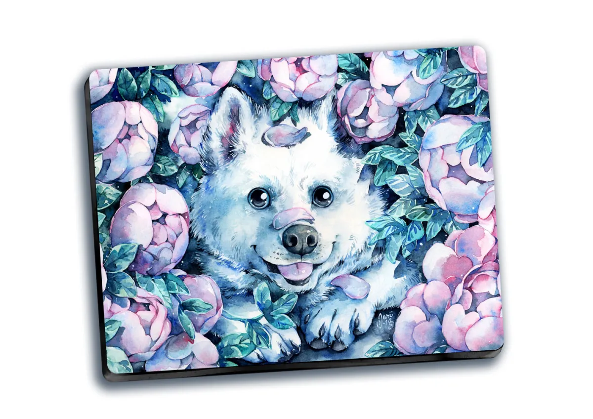 Samoyed