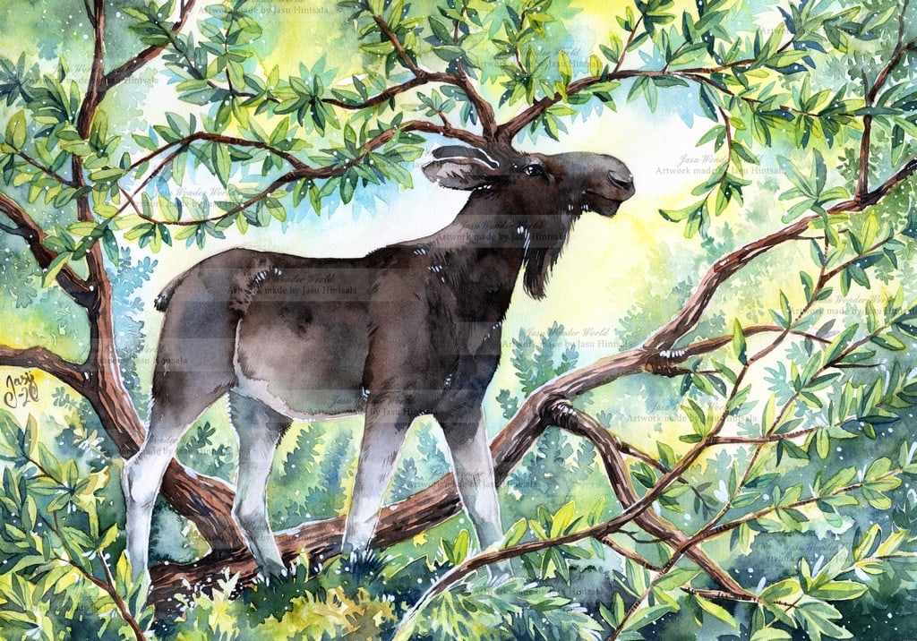 King of the Forest